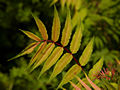 Sorbaria sorbifolia Sem IMG_4551 Tawlina jarzębolistna